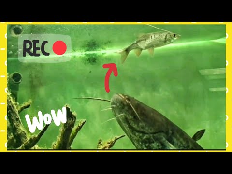 Catfish feeding behavior in aquarium: is the catfish intelligent? - hd by catfish world