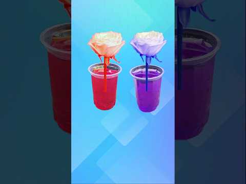 Rose flower color change #shorts