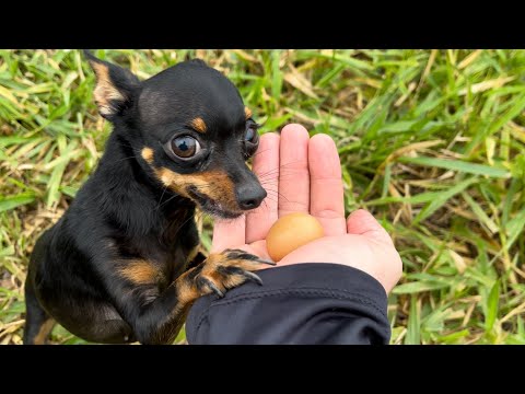 UM OVO MUITO MISTERIOSO E ESTRANHO FOI ACHADO PELA JOJO | PINSCHER FILHOTES