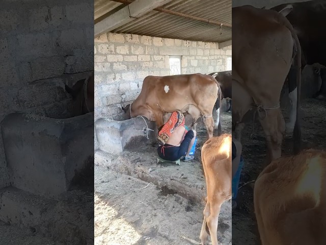 Buy Ghee with Video Proof - Order #187 Ghee Making Video