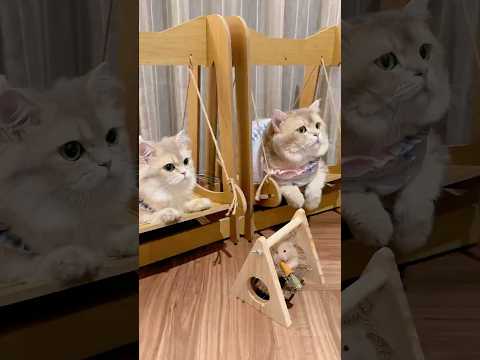 🙀: sindy entertainment nambah talent baru woi?! #kucinglucu #kucing #cat