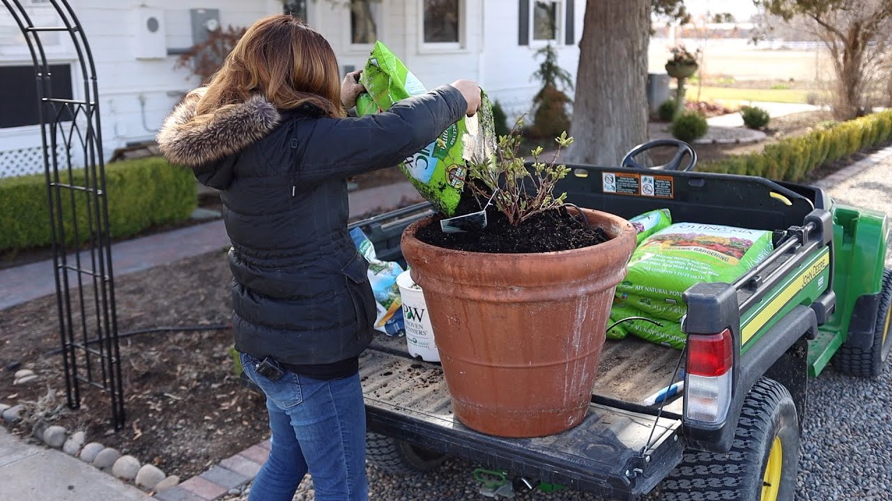 Planting Honeyberries! #9