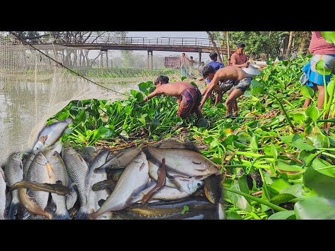 কচুরিপানার খালে চিত খেওয়া দিয়া, হাজার হাজার টাকার মাছ ধরার কৌশল। Amazing Fish catching Technique