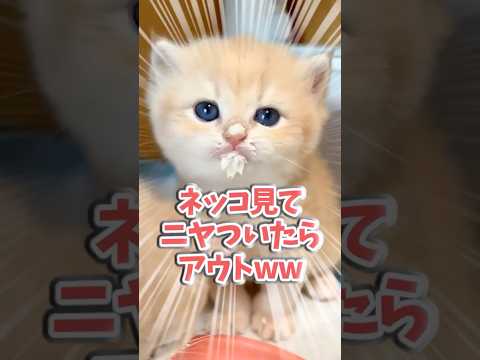 ネッコ見てニヤついたらアウトww