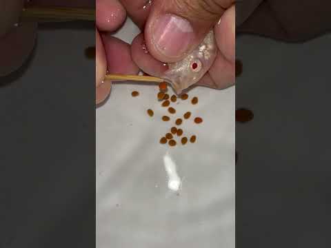 Auratus cichlid fish giving birth  to 31 baby fish. 🐳🐬❤️ #fish #aquariumfish