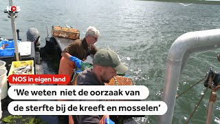 Woede en onbegrip bij Zeeuwse vissers om gebruik van staalslakken