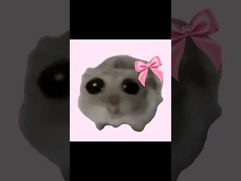 the sad hamster #shortsvideo