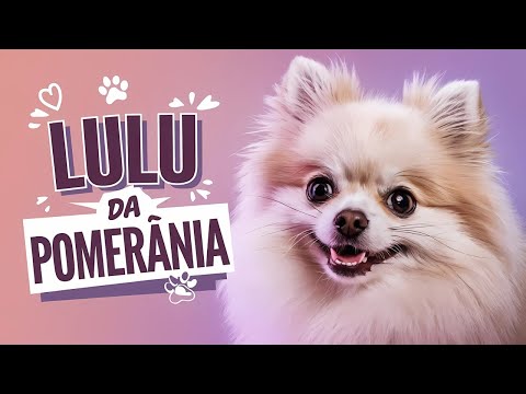 Lulu da Pomerânia: O que Ninguém Te Contou! Você Vai se Surpreender!