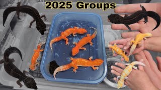 These groups SMACK! - More 2025 High End Leopard Gecko GROUPS!