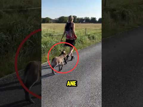 Cette femme a aidé un petit âne perdu… 🐴💔 #shorts