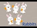 Rabbit Counting Quiz
