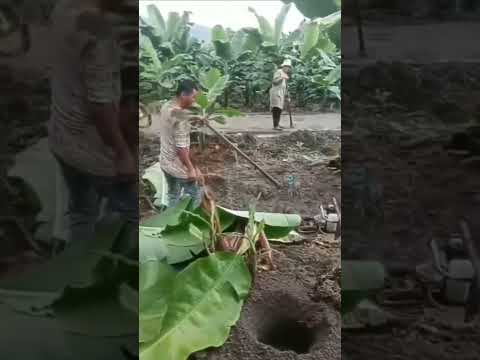 Tai nạn nghề nghiệp máy khoan lỗ bị mất lái chạy xoay vòng quá dữ #shorts #youtubeshorts #youtube