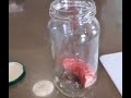 Forensic Entomology Experiment Insights