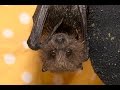 Understanding Bats