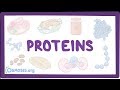 Exploring the Role of Proteins in Human Nutrition