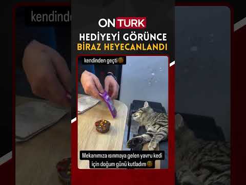 Isınmak için dükkâna giren kediye doğum günü sürprizi yapıldı, heyecandan koltuktan düştü. 🐾🎂