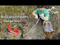 Florida Cottonmouth Facts and Behavior