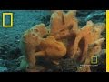 Underwater Survival Strategies of Fish
