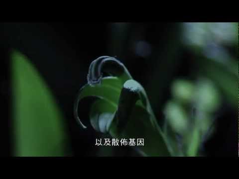 長舌蝙蝠吸花蜜