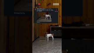 Джеки Сделал Это Снова 😲