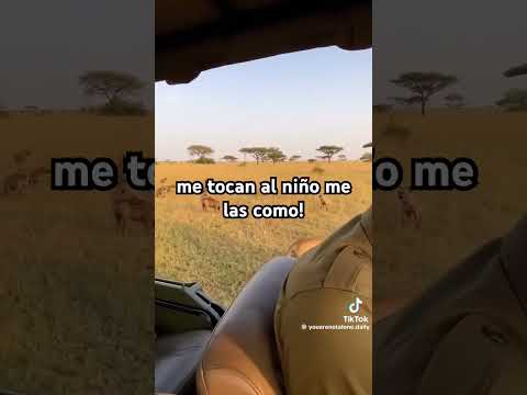 Leona defiende a su niño #tiktok #animals #wildlife #africa