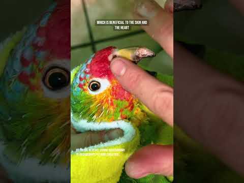 Rocky's biannual beak trim and more has commenced #rescueparrot #beaktrim #featherpreening