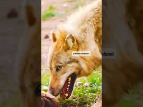 Dynamic Ecological Interplay: Brown Bears and Eurasian Wolves in European Forests.