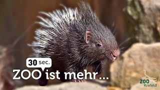 Stachelschweine in Miniaturformat 😍‼️ Unsere neuen Stachelschwein-Babys | Zoo Krefeld