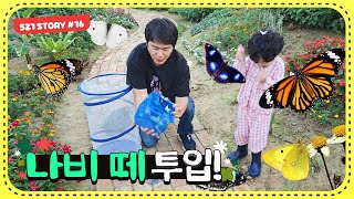 수백마리의 아름다운 나비떼를 하우스에 풀어봤는데...너무 황홀하네요