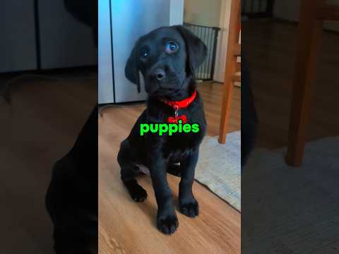 top 3 funny dog moments  #dog #animals