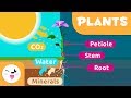 Exploring Plant Parts and Photosynthesis
