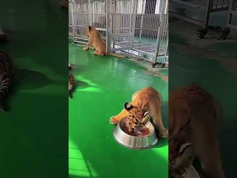 🐯🐯🐯Let's go, it's time to eat!#tigercub #tiger #kitten #foryou #fpy #cute #kitty