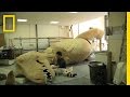 T-Rex Reconstruction Facts