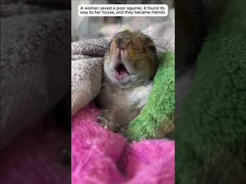 A woman saved the poor squirrel, and they became friends.