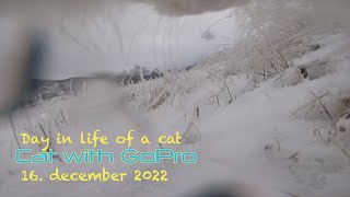 Cat with GoPro in harsh winter conditions