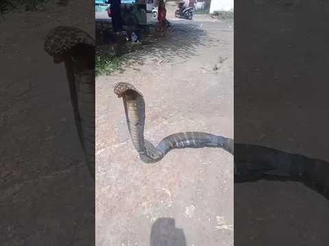 Ketemu ular cobra 🤣