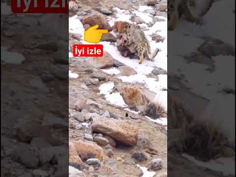 köpekler kar leoparına saldırmak isterken korkudan uçuyorlar #belgesel #hayvanlar #wolf #dog