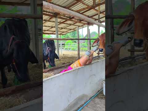 ป้อนหญ้าวัว #funny #jokerclips #comedy #fun #jajajajaja #kkkkk #joker