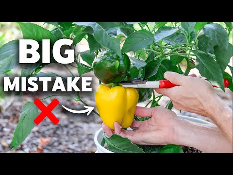 Doing This Tricks Plants to NEVER Stop Fruiting