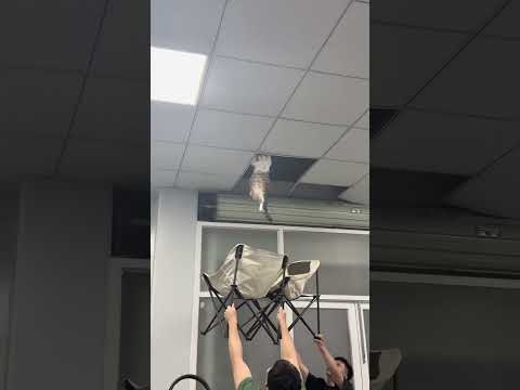 Mujaer bisa gak sih normal dikit #cat #cutecat #catvideos #funny #funnycats #kucinglucu