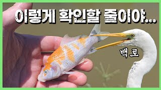 잊을만 하면 나타나는.. 🥲 이번엔 백로