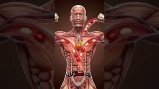 When you eat Potato see what happened in your human body #3danimation #youtubeshorts #animation