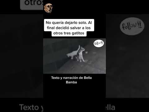 No quería dejarlo solo