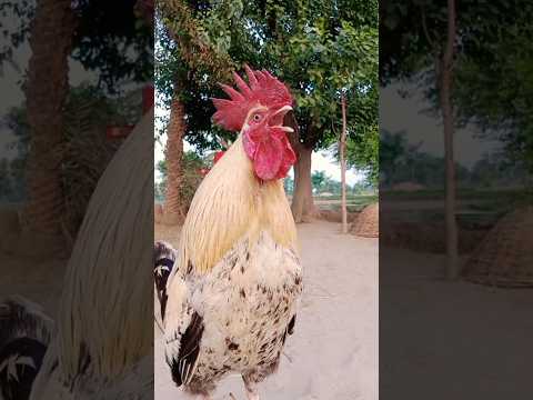 shamo rooster crowing #chicken #village #ayam