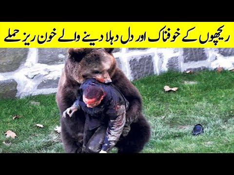 ریچھوں کے خوفناک اور دل دہلا دینے والے حملے  | Bear Attack Caught On Camera | Studio One