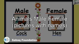 Animals Male Female (pictures with names)