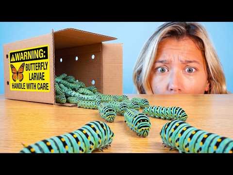 Raising 1,000 Caterpillars (They Turn to Goo)