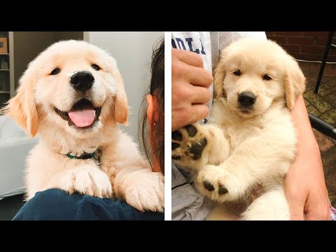 😍 Cute Golden Puppies Make Your Heart Warm 🐶 | Cute Puppies