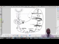 Energy Flow in Food Chains