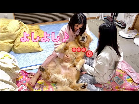 なにをされても姉2人に反抗するのは絶対に許されないと理解している大型犬クッキー【ゴールデンレトリバーとミニチュアダックスフンド】